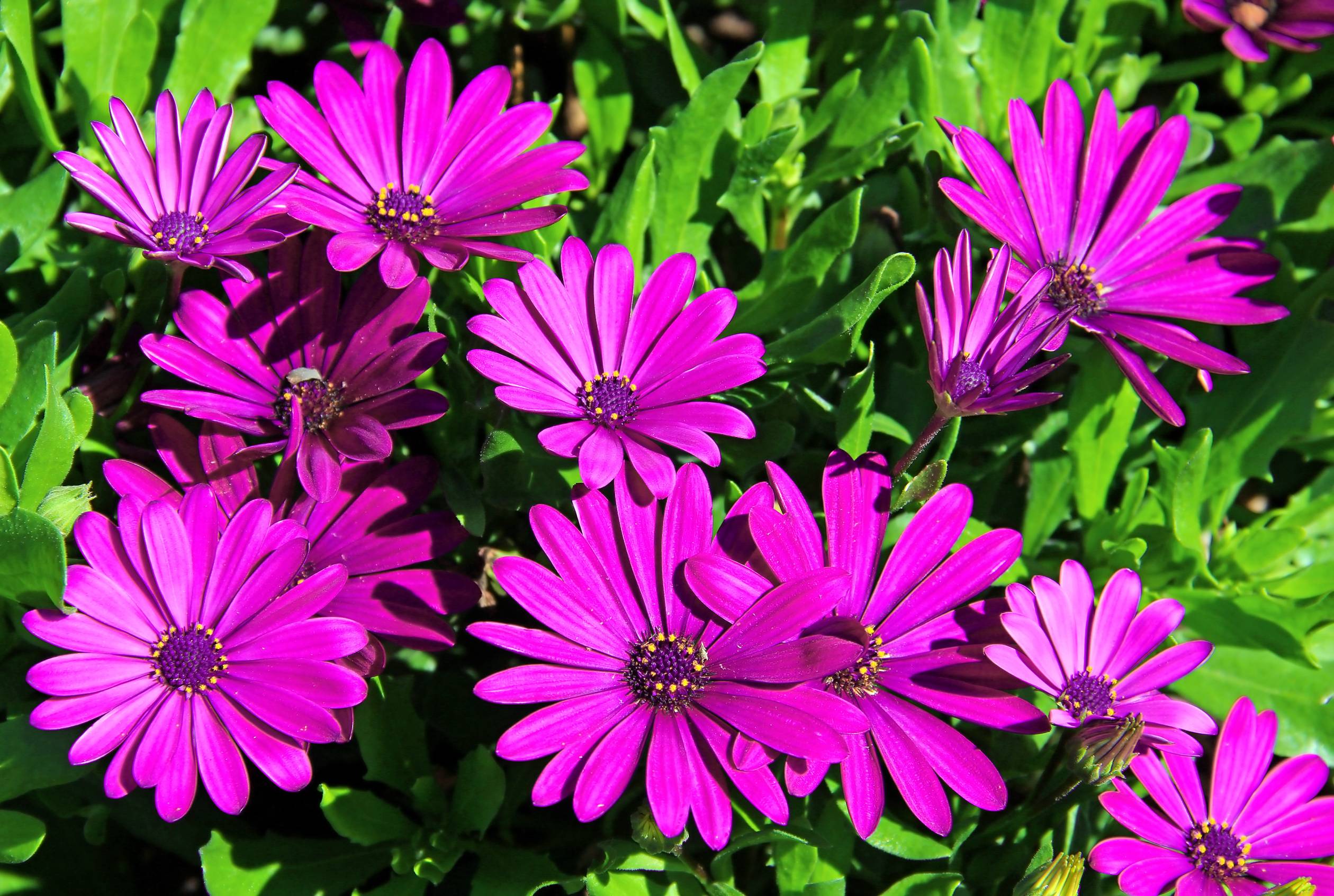 EYEDWARHA AFRICAN DAISY IS A NEGLECTED UNDERUTILISED PLANT11