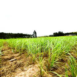 AGRICULTURE EXPERTS TO GATHER AT WALTER SISULU FOR SASAE CONFERENCE