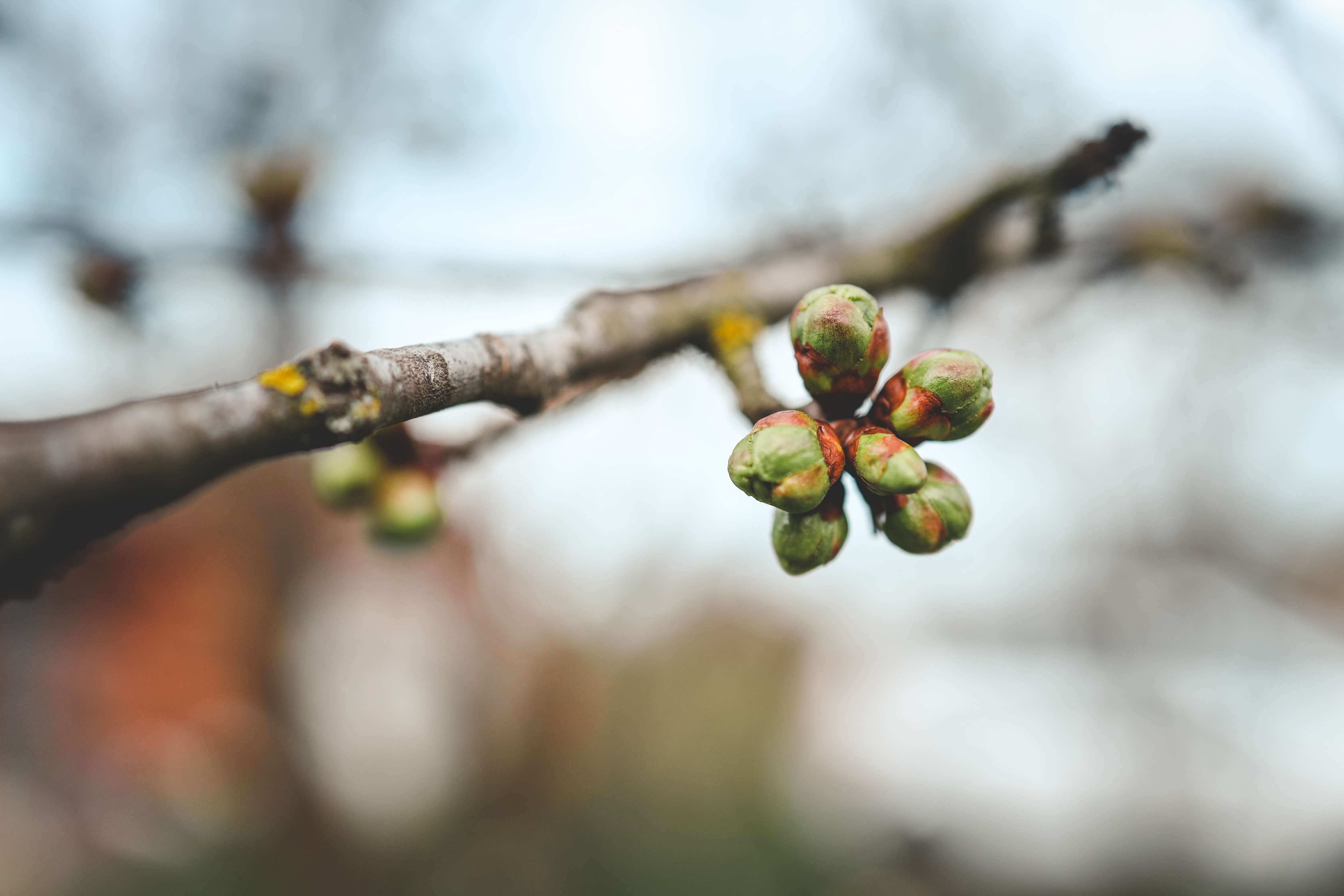 Inyanga yeThupha - August, means the formation of buds in plants. INYANGA YETHUPHA – AUGUST HAS THE IKS CONTEXT OF WINTER DOSAGE FOR FLOWERING IN PLANTS